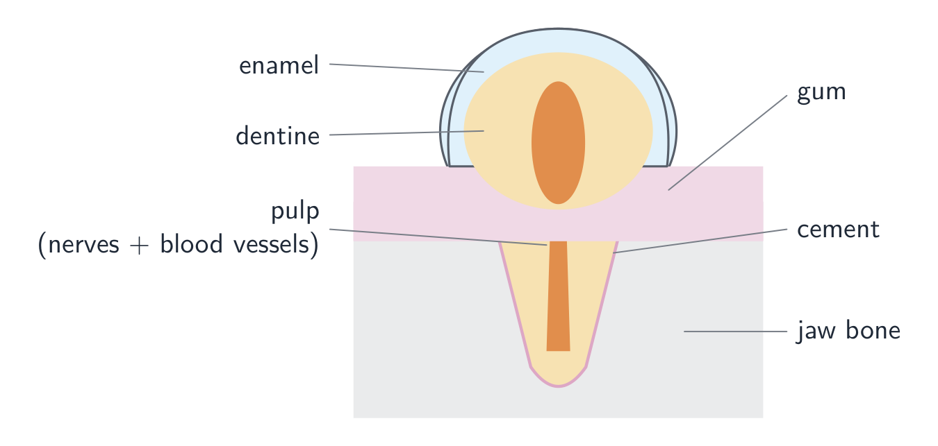 A tooth in section: a crown of enamel over dentine with a soft pulp inside, and a root covered in cement set into the jaw bone and surrounded by gum