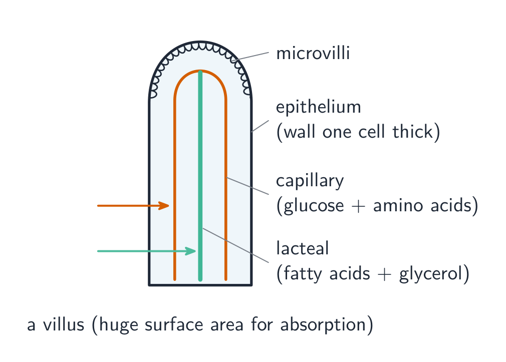 A single villus: a finger-shaped projection with a thin wall one cell thick, microvilli on its surface, a capillary network that takes up glucose and amino acids, and a central lacteal that takes up fatty acids and glycerol