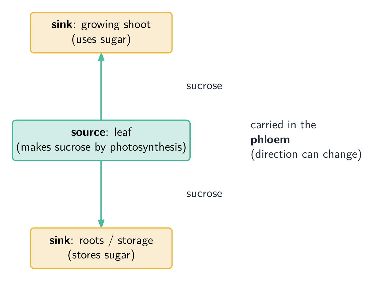 A leaf labelled as the source making sucrose, with arrows in the phloem carrying sucrose up to a growing shoot and down to the roots, both labelled as sinks