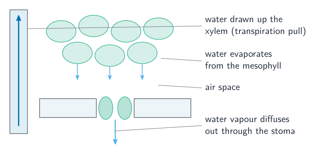 A close-up of a leaf: water is drawn up the xylem, evaporates from the wet mesophyll cells into the air spaces, and the water vapour diffuses out through an open stoma
