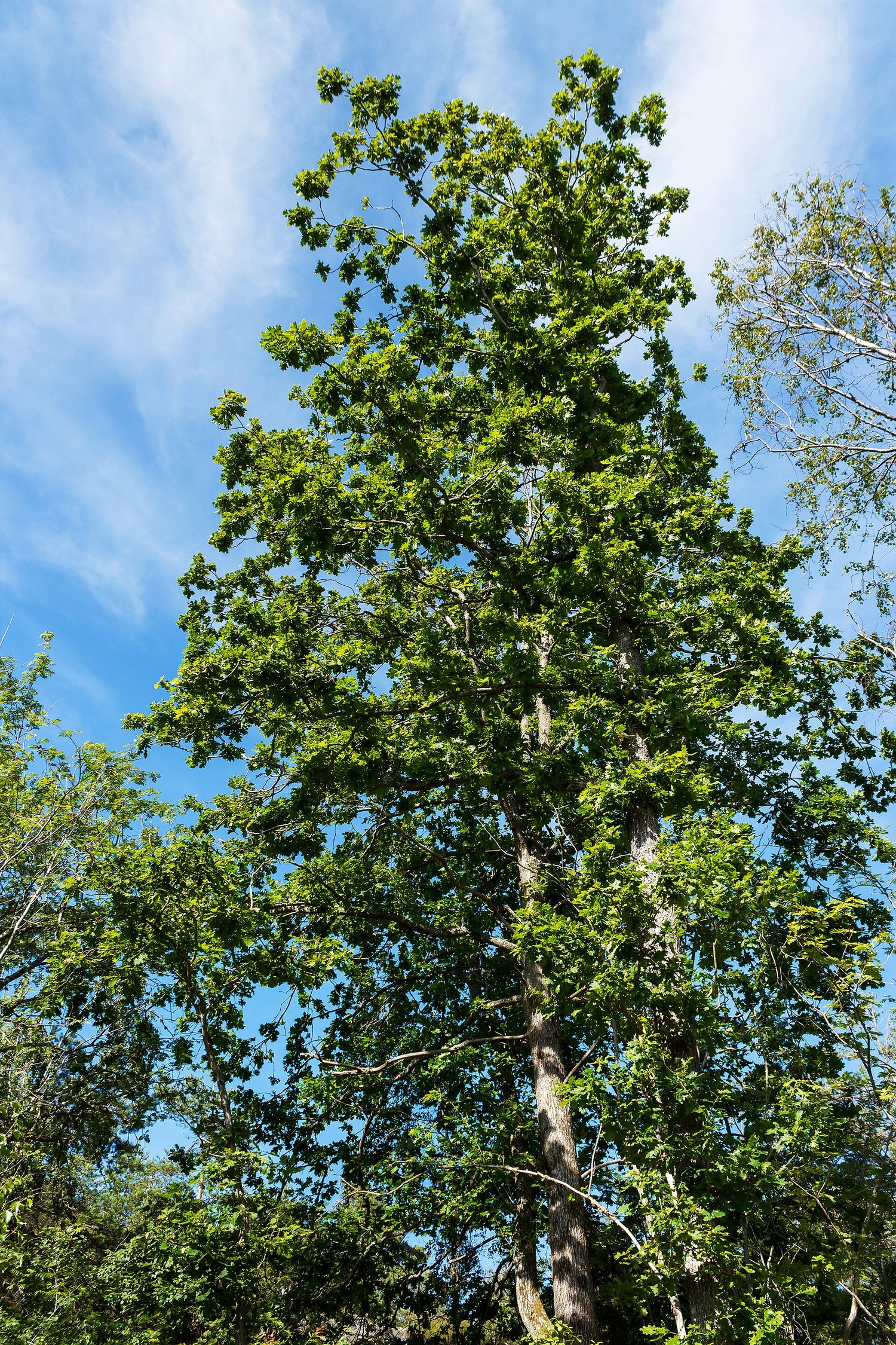 A tree moves water up from its roots through xylem vessels