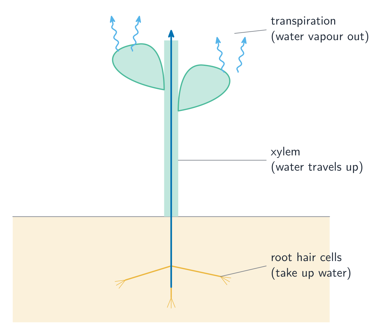 Water is taken up by root hairs, carried up the xylem, and lost from the leaves