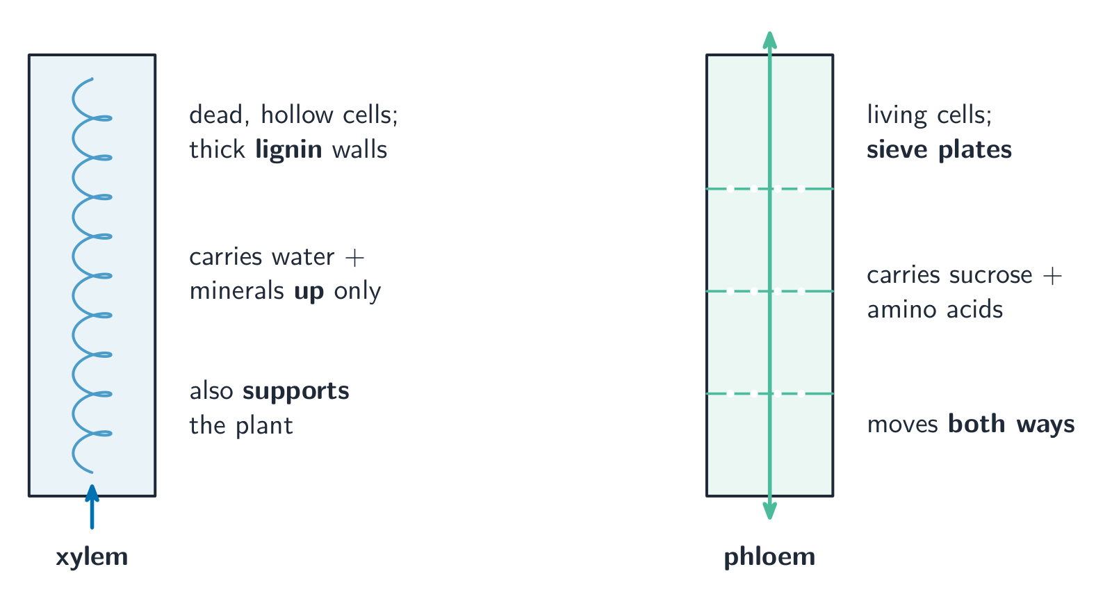 Xylem and phloem side by side: xylem is a tube of dead, hollow cells with lignin walls that carries water up, while phloem is living cells with sieve plates that carry sucrose both ways