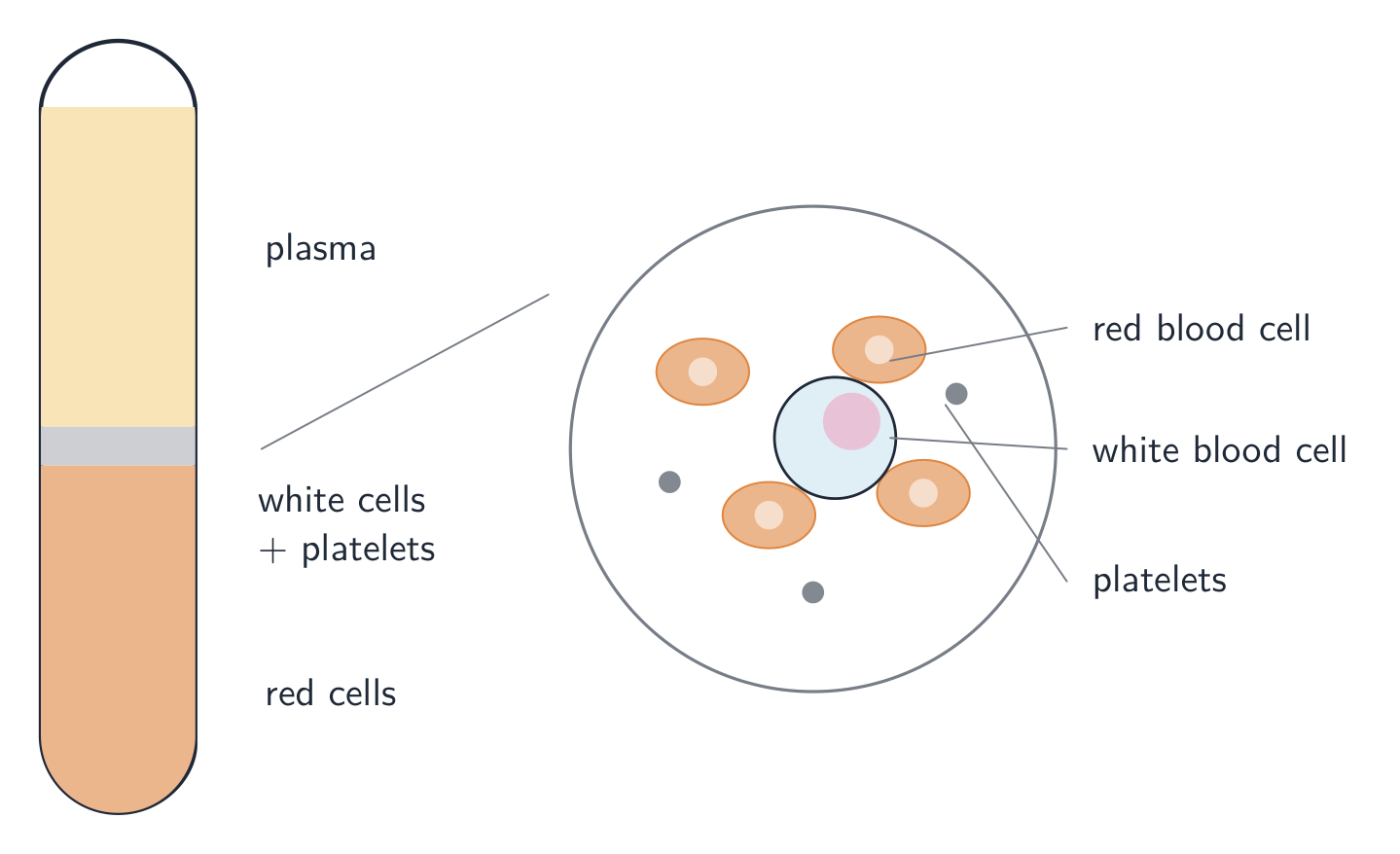 A tube of blood that has settled into a clear plasma layer on top, a thin layer of white cells and platelets, and red cells below, with a magnified view of red cells, a white cell and platelets