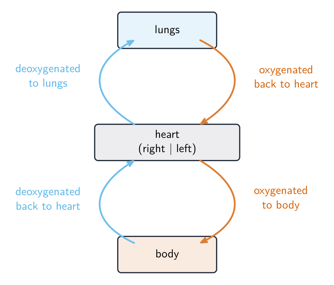 A loop diagram: the heart pumps deoxygenated blood to the lungs and back, then oxygenated blood to the body and back, so blood passes through the heart twice