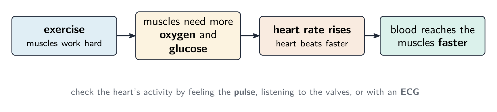 A chain: exercise means muscles need more oxygen and glucose, so the heart rate rises and blood reaches the muscles faster