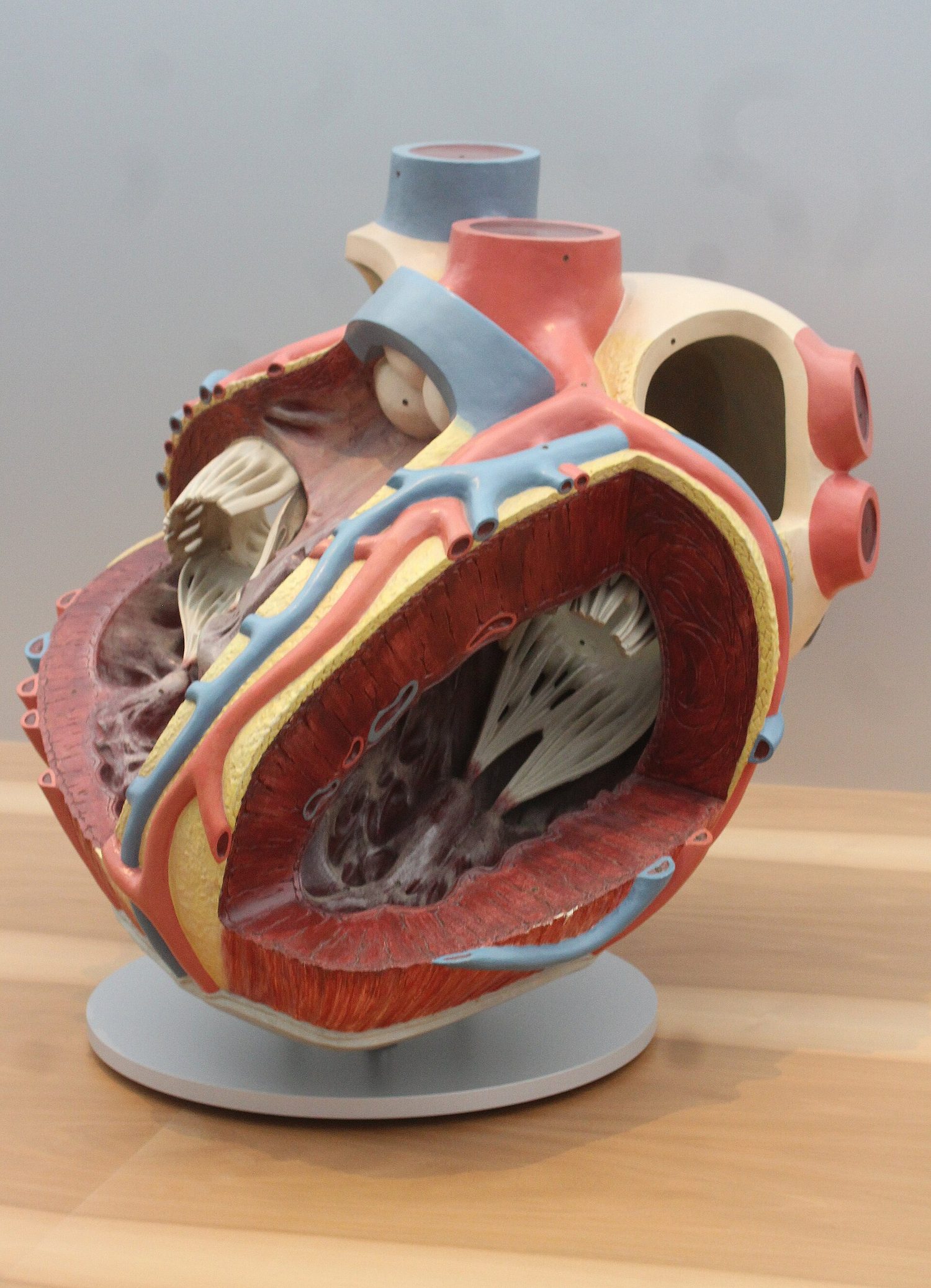 Modelo anatómico de un corazón humano cortado, mostrando las cuatro cámaras y la gruesa pared muscular del ventrículo izquierdo