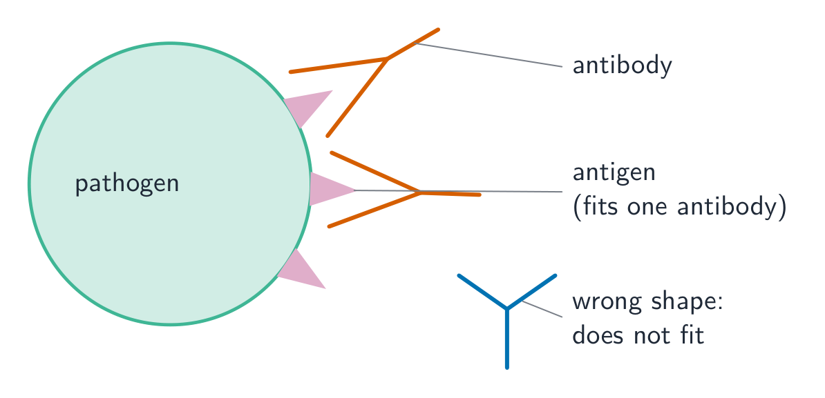 A pathogen with antigens on its surface; matching antibodies fit the antigens like a key in a lock, while an antibody of the wrong shape cannot bind