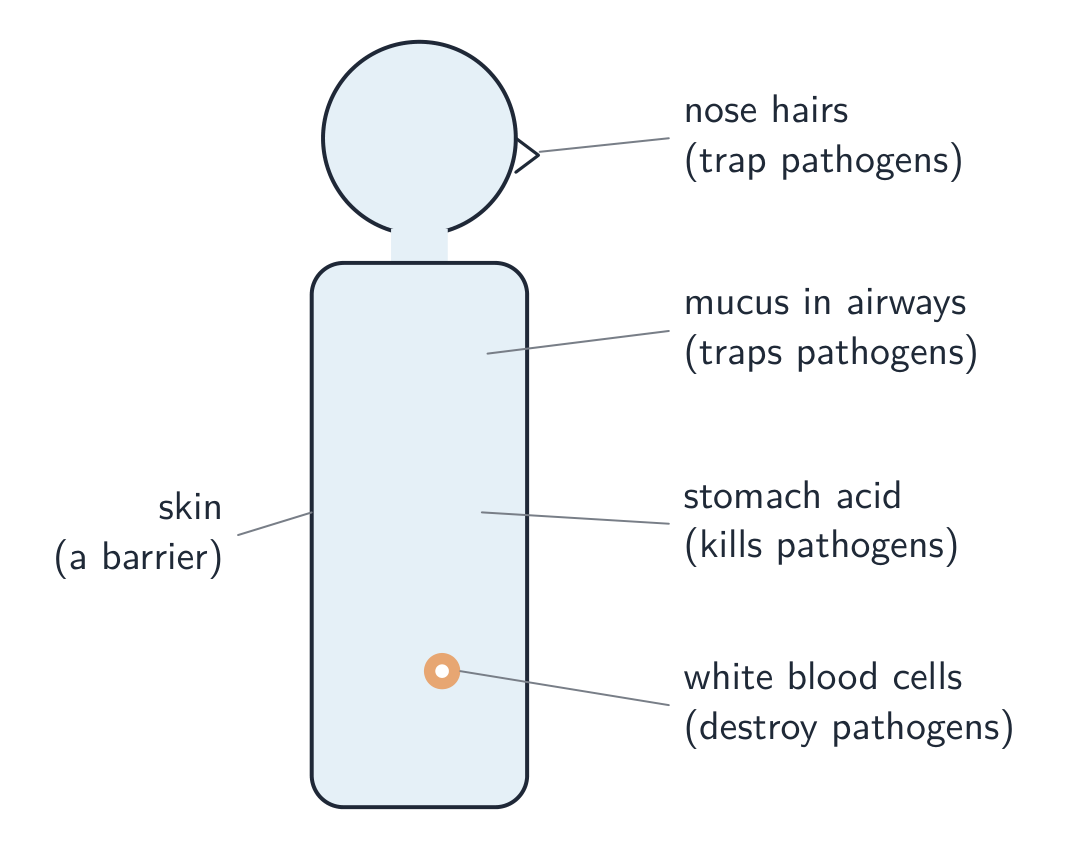 A simple human figure labelled with the body's defences: skin as a barrier, nose hairs, mucus in the airways, stomach acid, and white blood cells in the blood