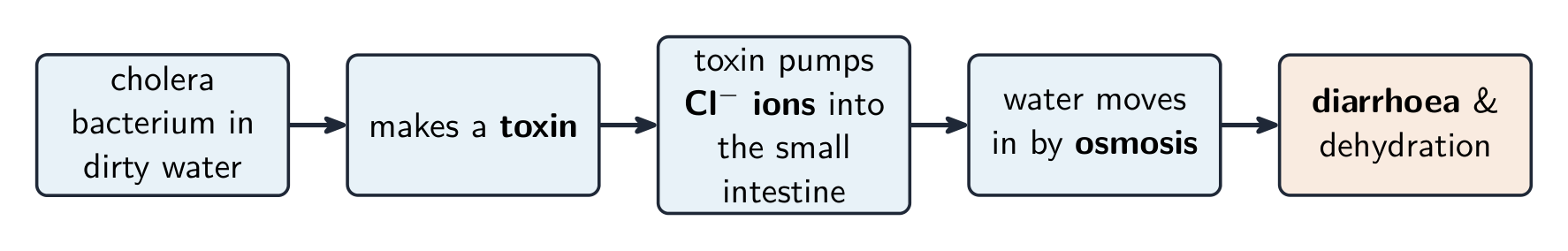 A flow chart: the cholera bacterium makes a toxin, which pumps chloride ions into the small intestine, so water moves in by osmosis, causing diarrhoea and dehydration