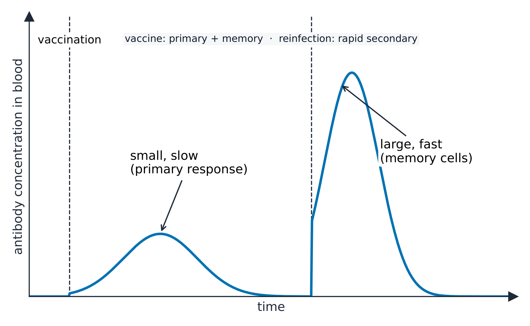 A graph of antibody concentration against time: a small slow rise after vaccination, then a much larger and faster rise when the real pathogen infects later