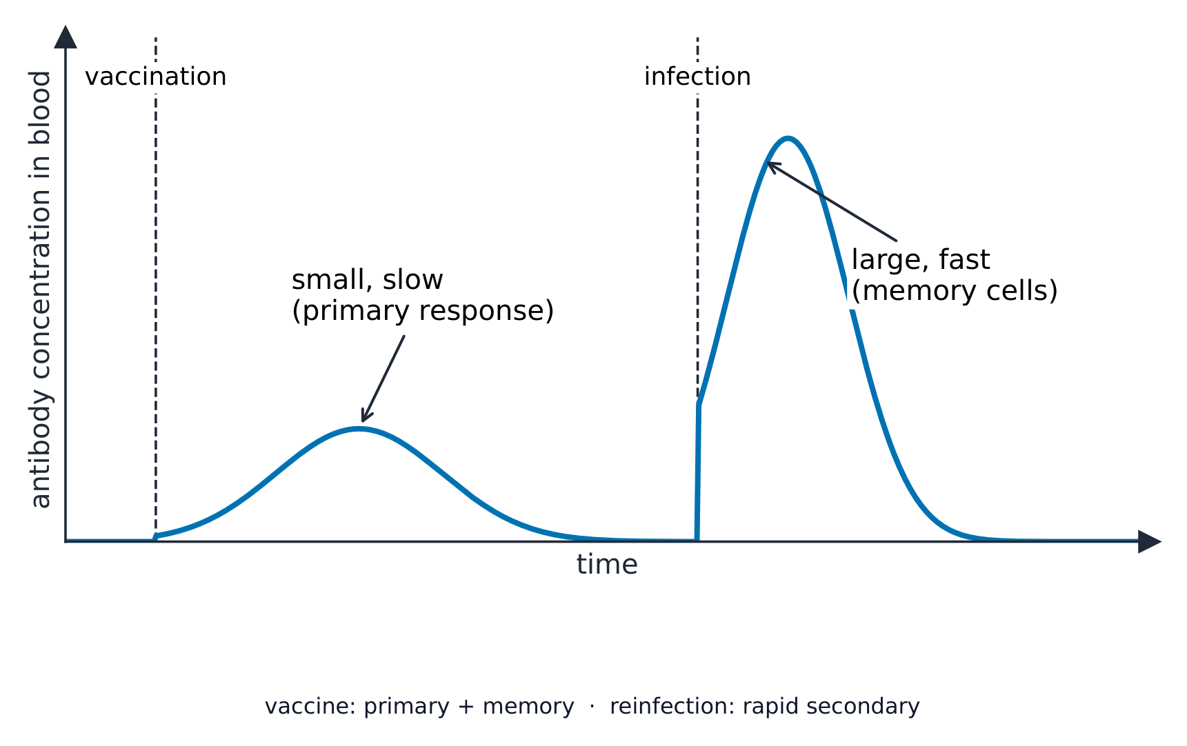 Un gráfico de la concentración de anticuerpos frente al tiempo: un pequeño aumento lento tras la vacunación, seguido de un aumento mucho mayor y más rápido cuando el patógeno real infecta más tarde