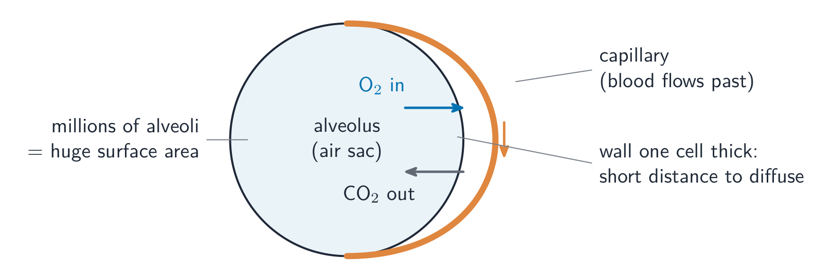 A close-up of an alveolus wrapped by a capillary: oxygen diffuses from the air sac into the blood while carbon dioxide diffuses the other way, across a wall one cell thick