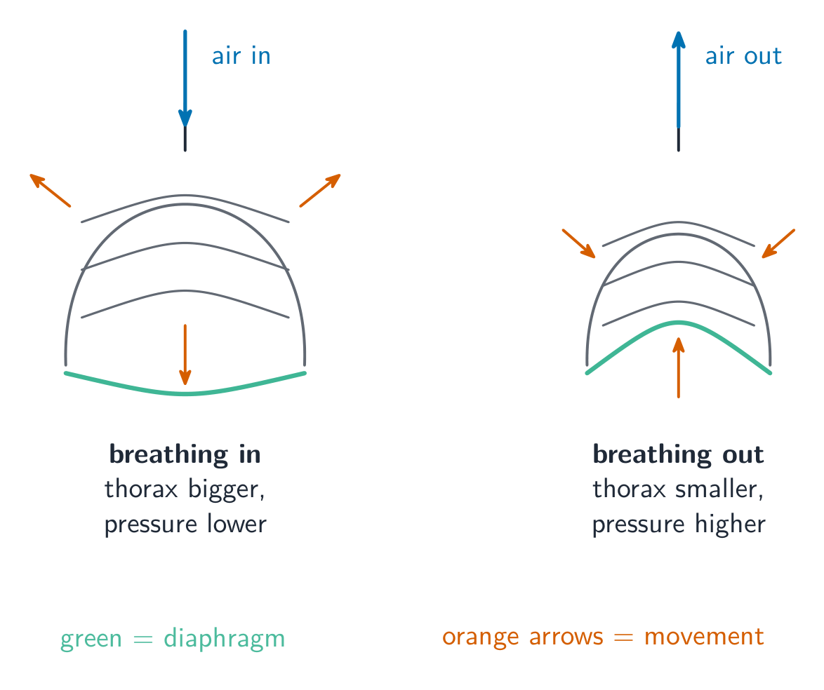 Two diagrams: breathing in, with the ribs moving up and out and the diaphragm flattening so the thorax is bigger; breathing out, with the ribs moving down and in and the diaphragm doming up so the thorax is smaller