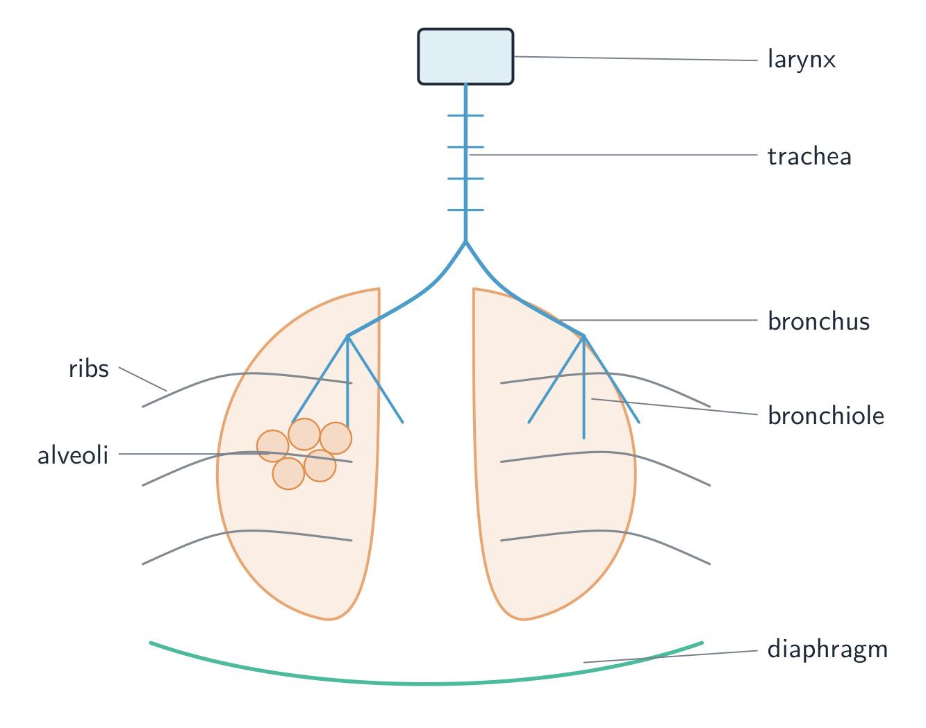 The breathing system: the larynx and trachea lead to two bronchi, one into each lung, branching into bronchioles that end in clusters of alveoli, with the ribs around the lungs and the diaphragm below