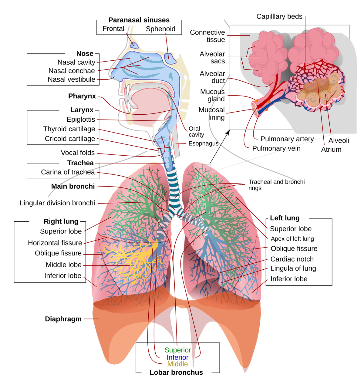 The human lungs