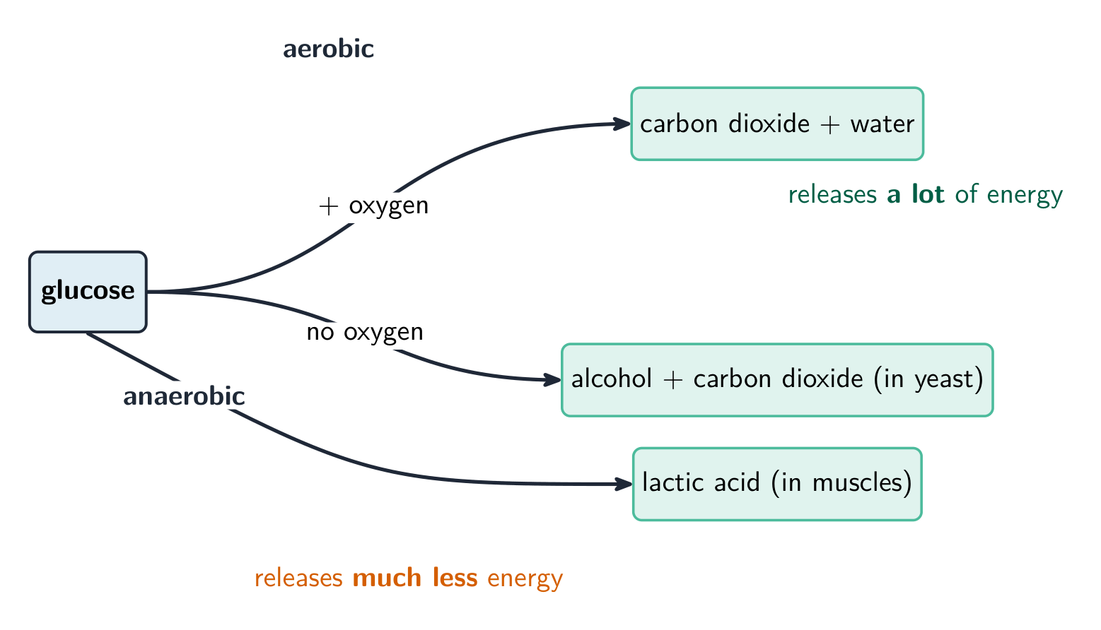 Aerobic respiration needs oxygen and gives a lot of energy; anaerobic gives much less