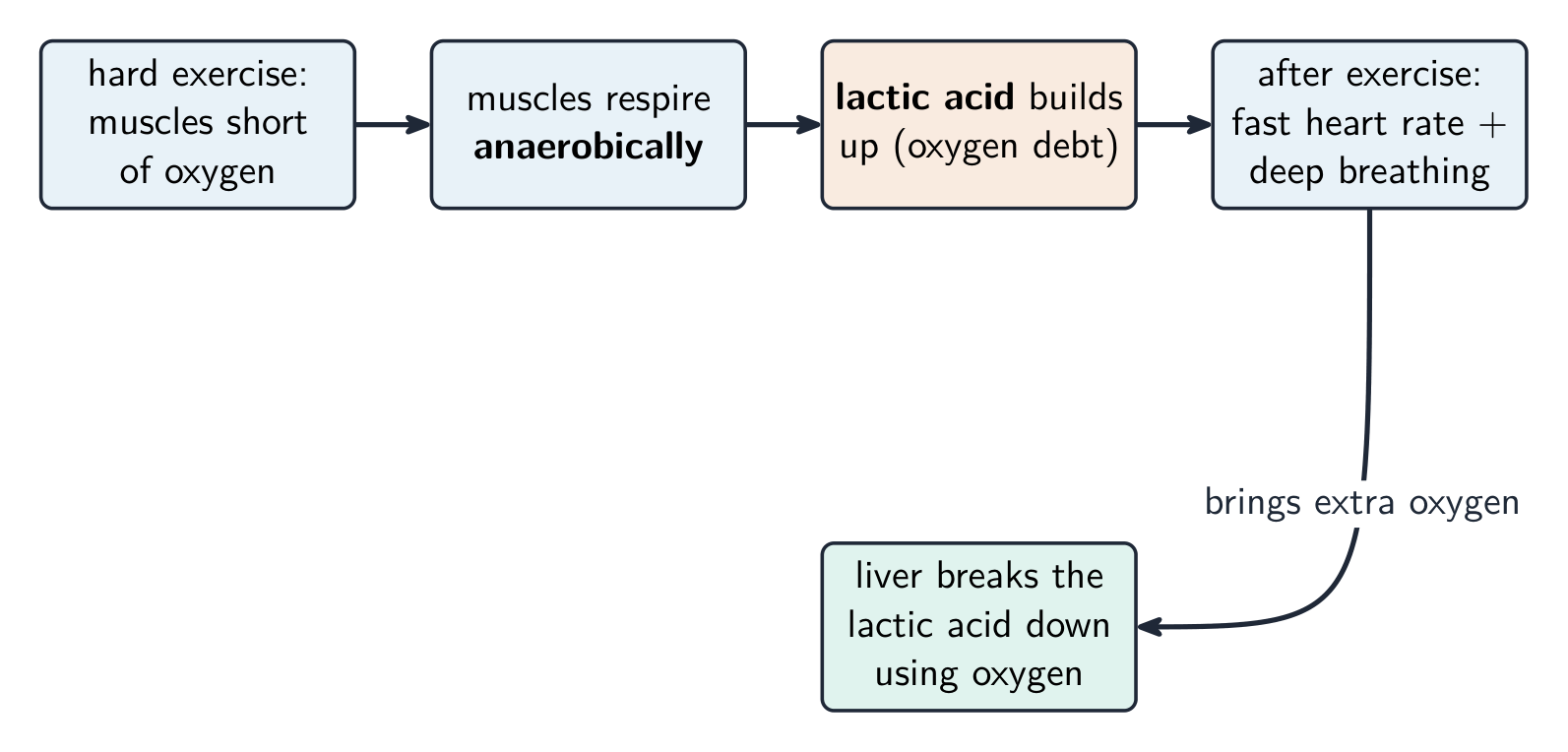 Lactic acid from anaerobic respiration is broken down later, using extra oxygen