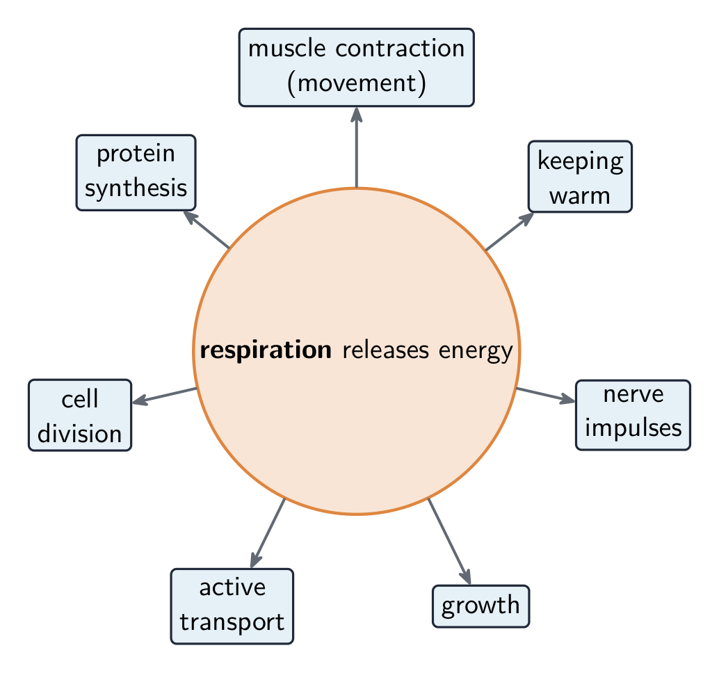 Cells use the energy from respiration for many different jobs