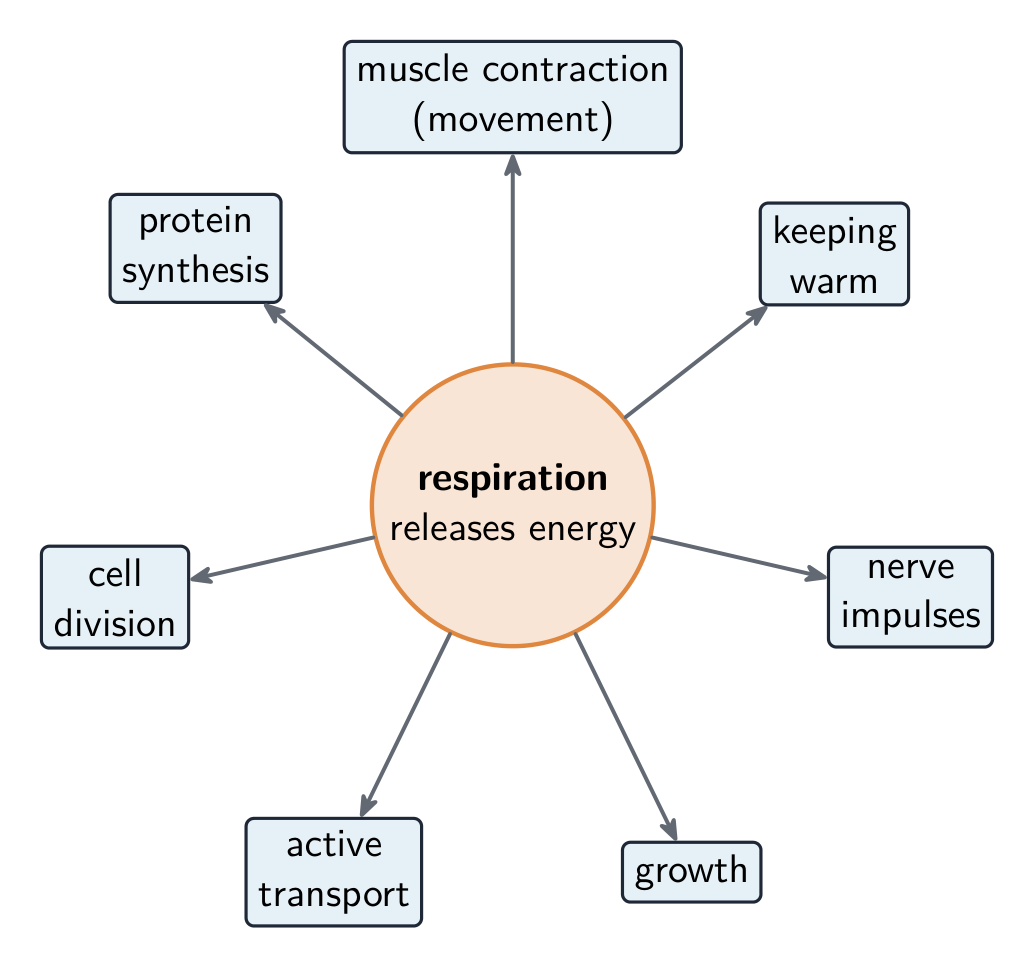 Diagrama circular con "la respiración libera energía" en el centro y flechas hacia sus usos: contracción muscular, síntesis de proteínas, división celular, transporte activo, crecimiento, impulsos nerviosos y mantenimiento del calor