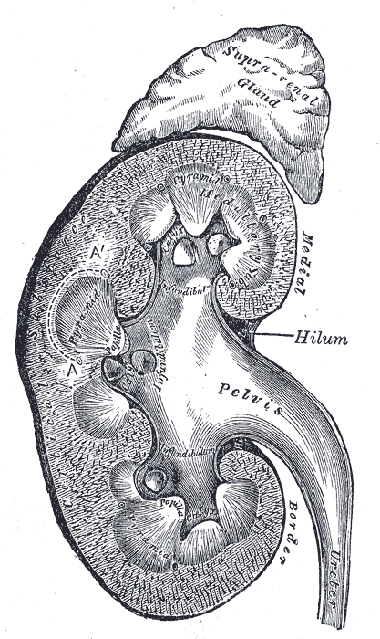 The kidneys filter the blood and make urine