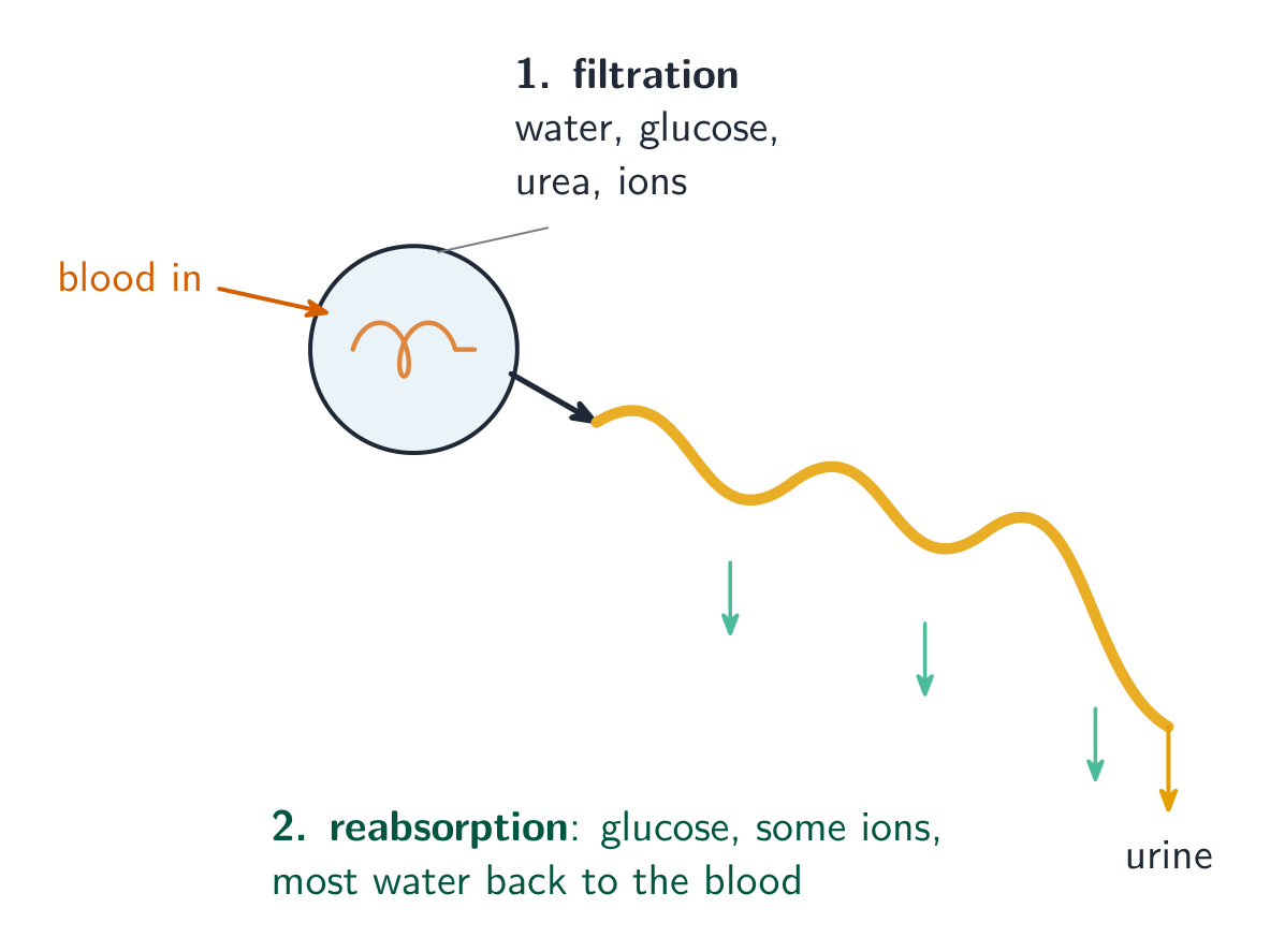 A nephron filters the blood, then reabsorbs the useful substances; what is left is urine