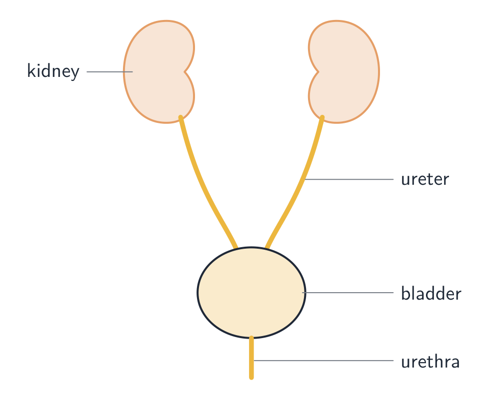 The kidneys make urine, which passes down the ureters to the bladder and out of the urethra