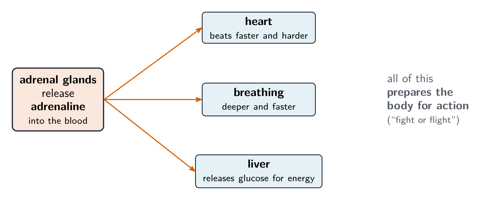The adrenal glands release adrenaline into the blood, which acts on several target organs: the heart beats faster, breathing deepens and the liver releases glucose, all preparing the body for action