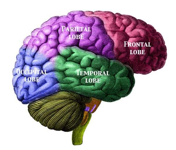 Le cerveau coordonne le corps via le système nerveux