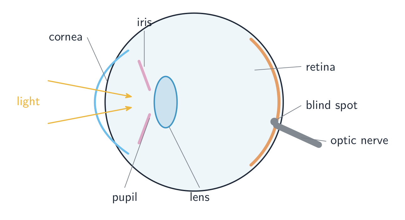 Light is focused by the cornea and lens onto the retina; impulses leave by the optic nerve