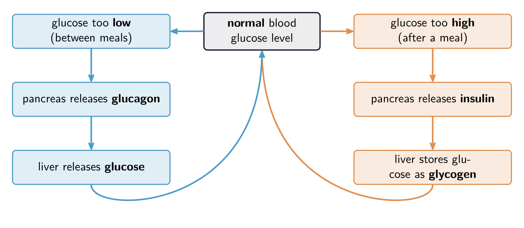 Insulin lowers blood glucose and glucagon raises it, keeping it near a normal level
