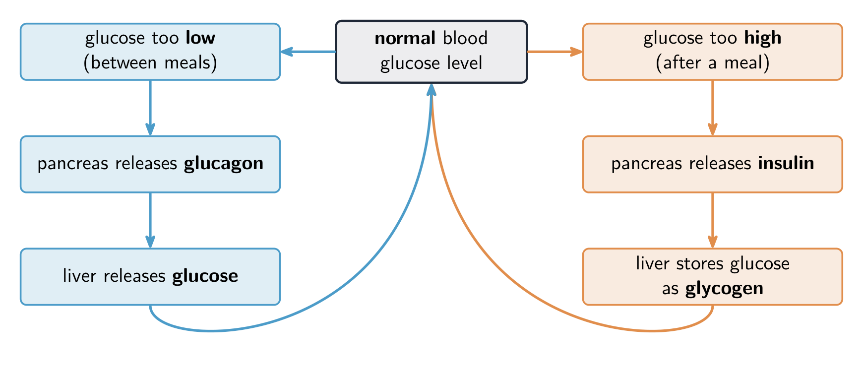 Un bucle de retroalimentación: si la glucosa en sangre es demasiado alta, el páncreas libera insulina y el hígado almacena glucosa como glucógeno; si es demasiado baja, el páncreas libera glucagón y el hígado libera glucosa; ambos la devuelven a niveles normales