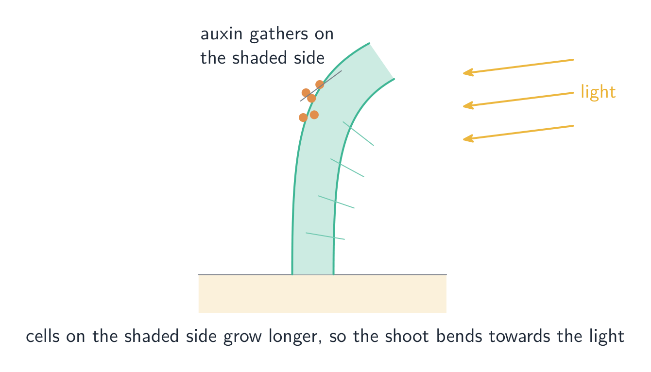 Auxin gathers on the shaded side and makes those cells grow longer, bending the shoot to the light