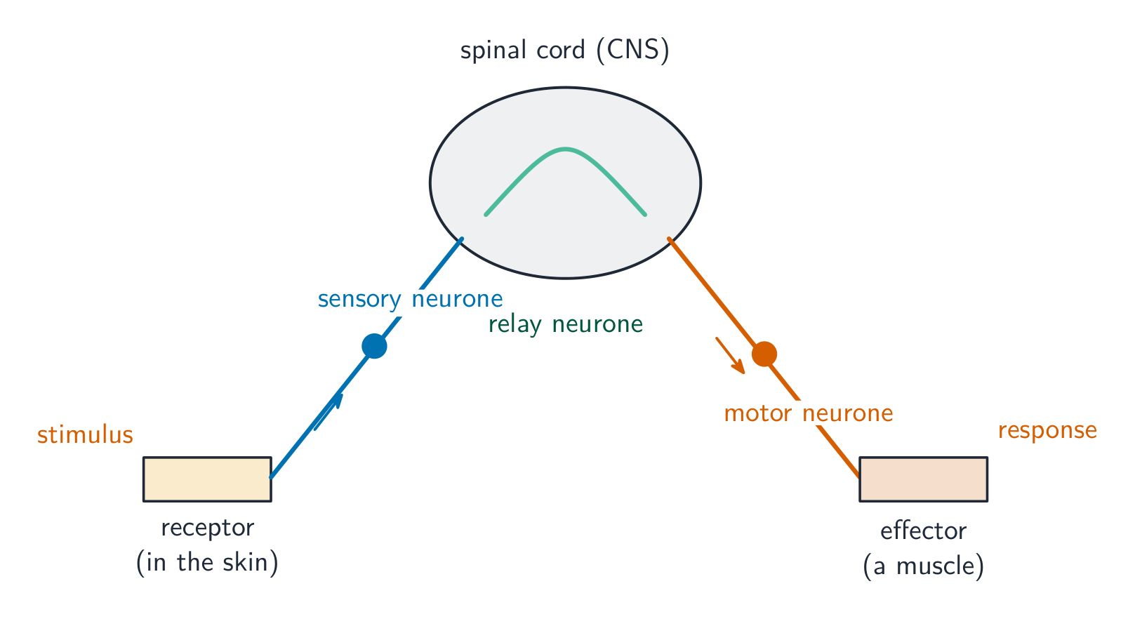 A reflex arc: a stimulus is detected by a receptor in the skin; the impulse travels along a sensory neurone to a relay neurone in the spinal cord, then along a motor neurone to an effector muscle