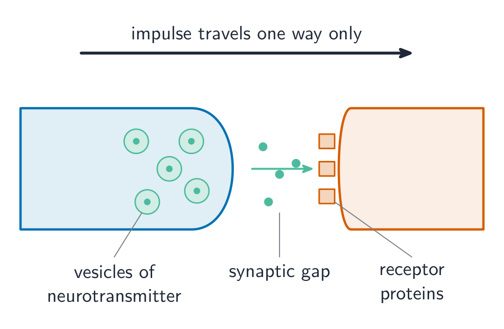 At a synapse, neurotransmitter diffuses across the gap, so impulses travel one way only