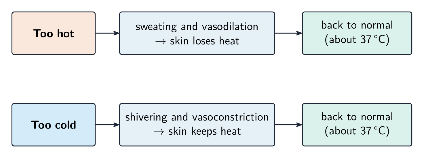 Too hot leads to sweating and vasodilation to lose heat; too cold leads to shivering and vasoconstriction to keep heat; both return the body to about 37 degrees