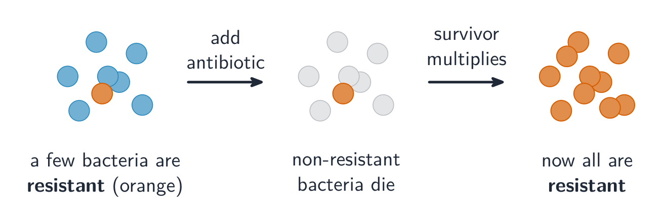 Three stages: a population of bacteria with a few resistant ones; after the antibiotic, only the resistant bacteria survive; they then multiply until the whole population is resistant