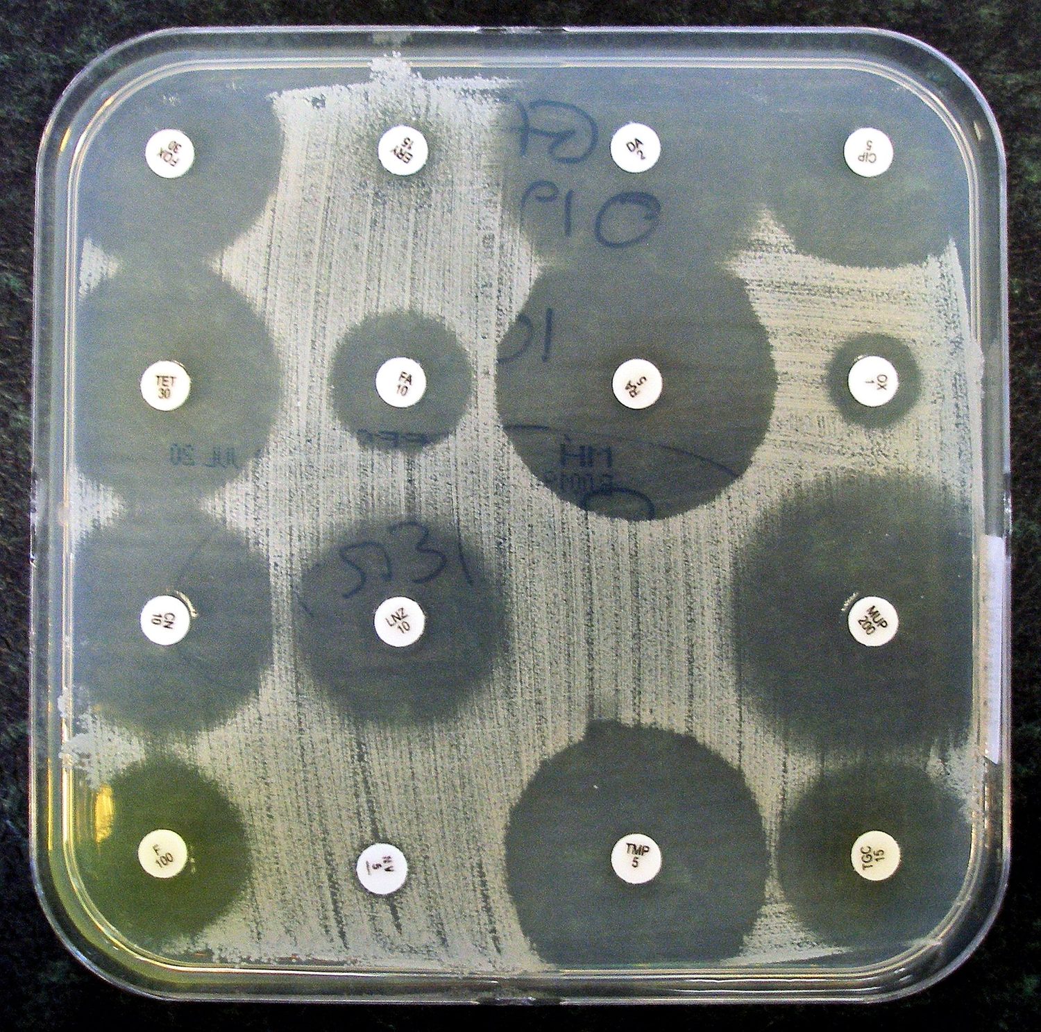 A culture plate covered with a lawn of bacteria, with small antibiotic discs spaced across it; each effective antibiotic has cleared a round zone of no bacterial growth around its disc