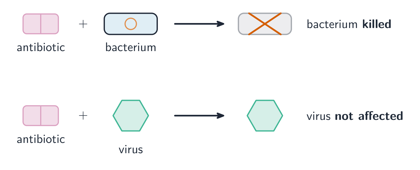 An antibiotic plus a bacterium leads to the bacterium being killed, but an antibiotic plus a virus leaves the virus unaffected