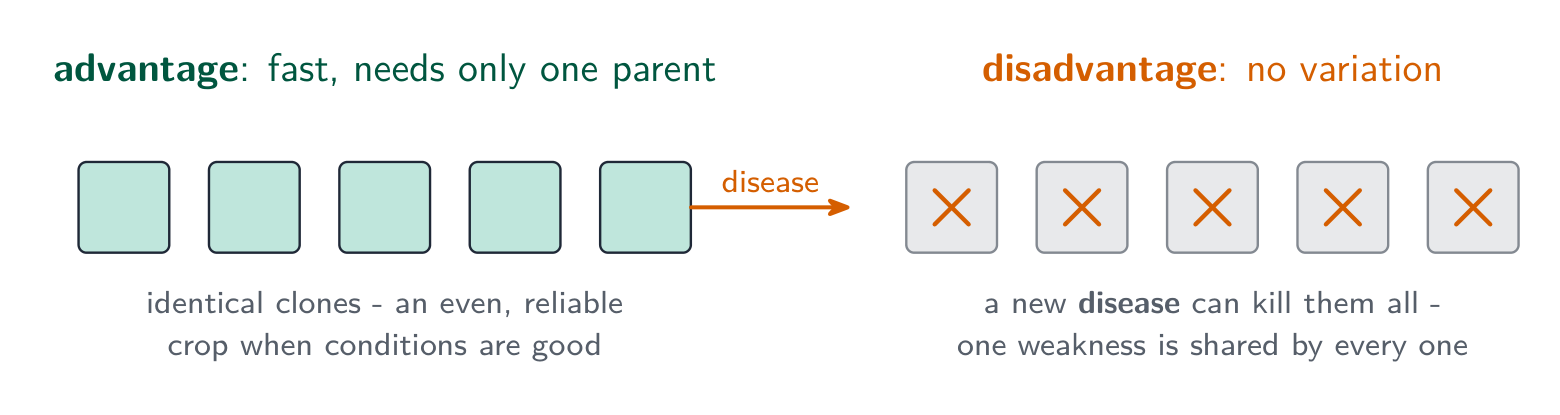 Asexual reproduction is fast and gives an even, reliable crop of identical clones, but because they share every weakness a new disease can kill them all