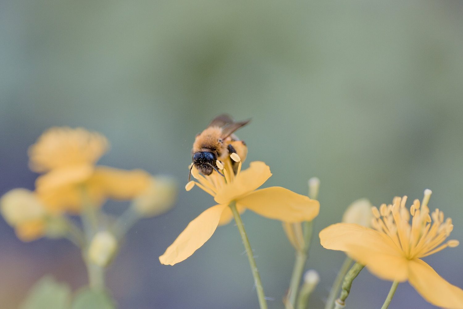 Una abeja sobre una flor amarilla, su cuerpo cubierto de polen de las anteras