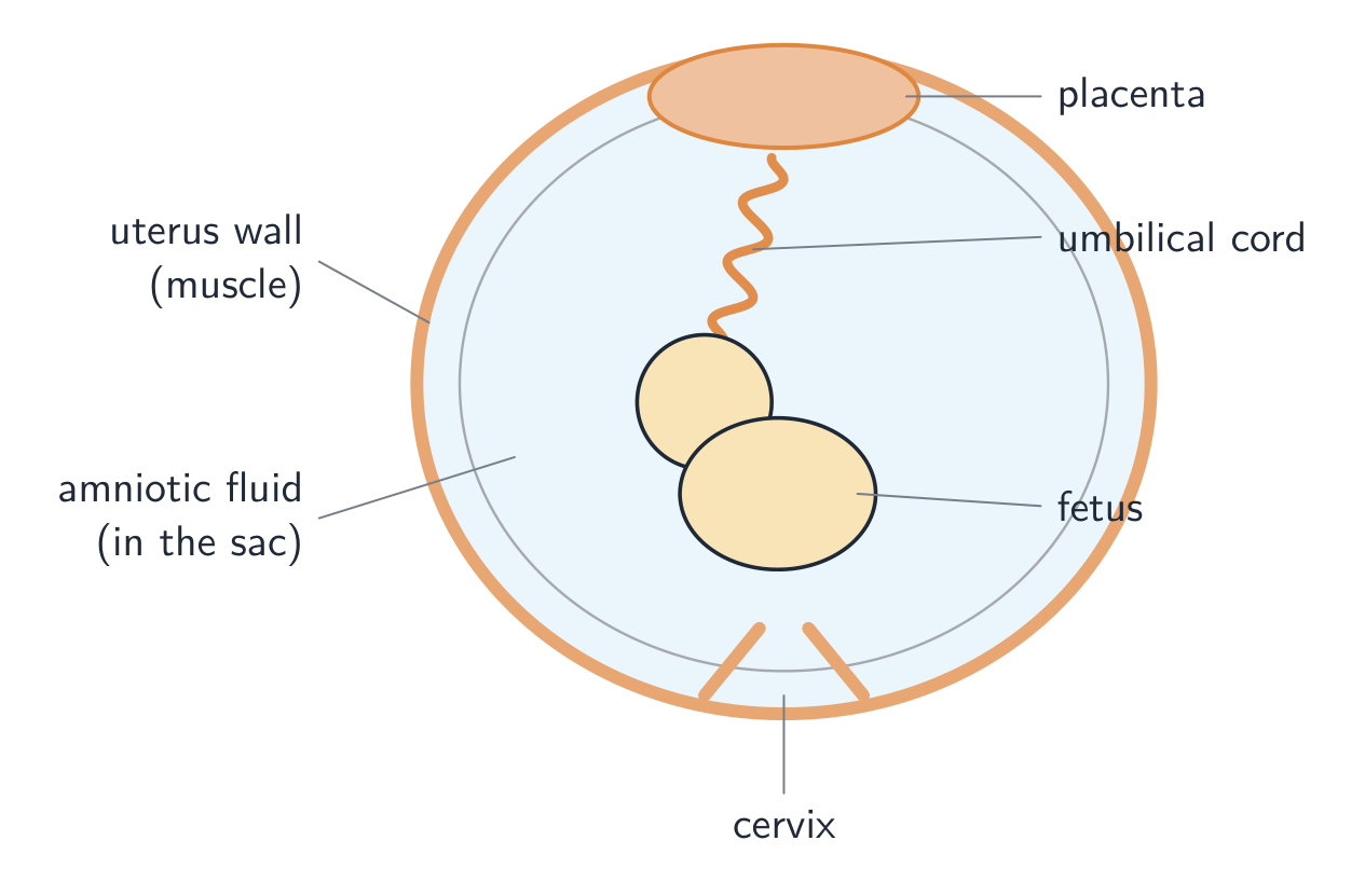 The fetus developing in the uterus, supported by the placenta and the umbilical cord