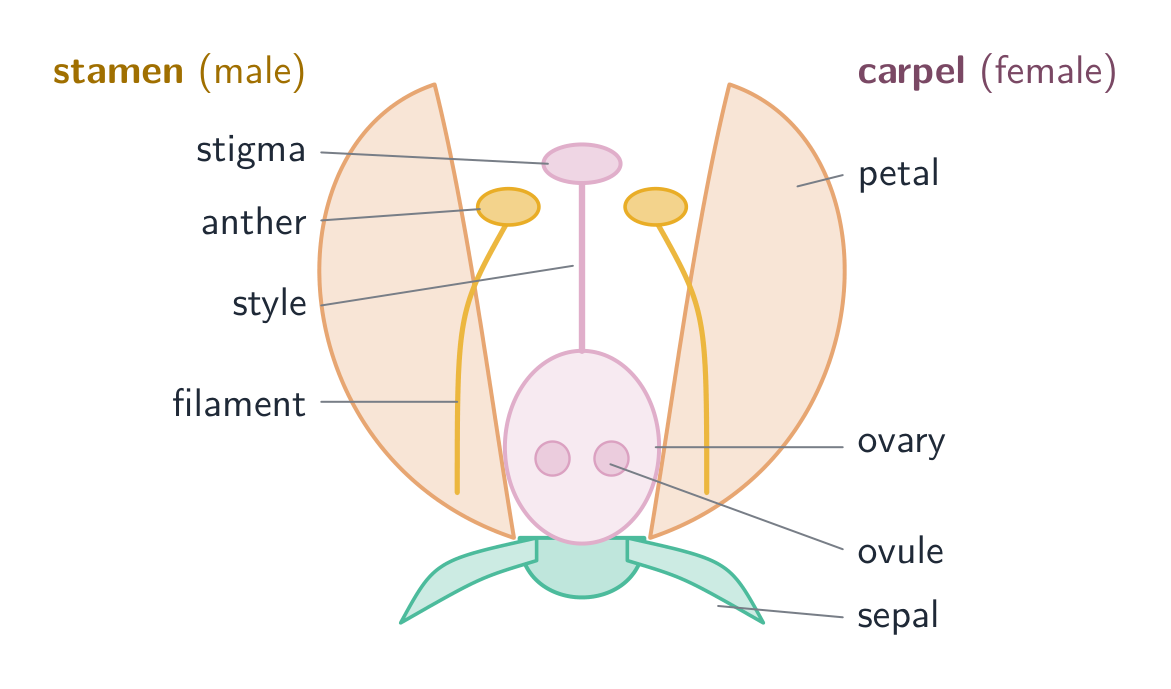 An insect-pollinated flower: the male stamens and the female carpel