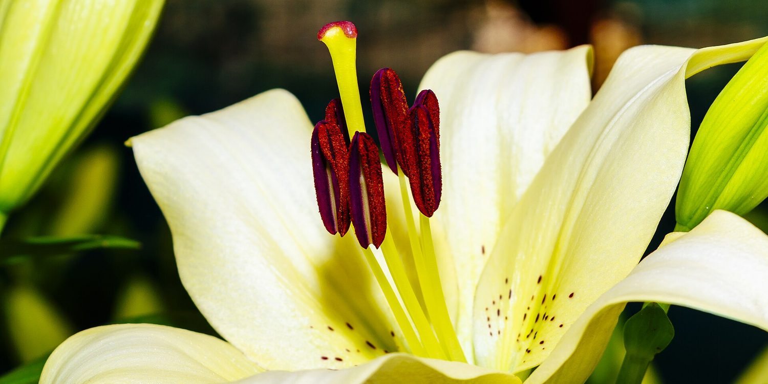 A real lily flower showing its long stamens making pollen and the central stigma and style