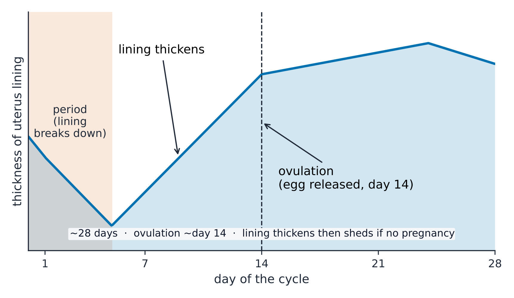 The uterus lining thickens, an egg is released at day 14, and a period follows if there is no pregnancy