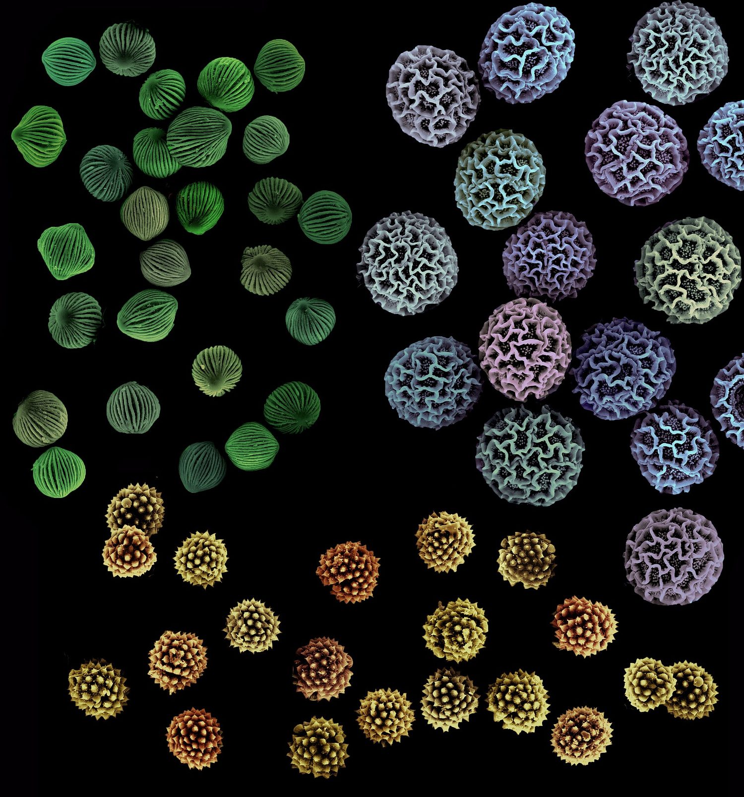 Micrographie électronique à balayage de grains de pollen de trois plantes différentes, avec couleurs artificielles ; chaque type présente son propre motif de surface de crêtes et d'épines