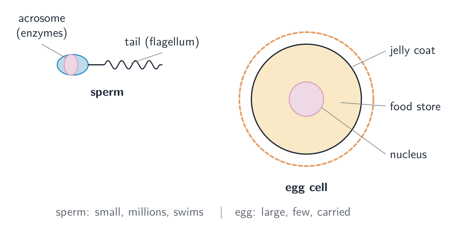 The sperm is small and swims; the egg cell is large and stores food