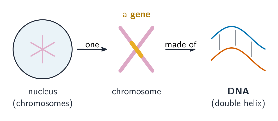 A chromosome is made of DNA and carries genes; a gene is a length of the DNA