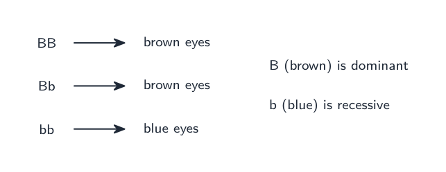 A dominant allele shows with one copy; a recessive needs two