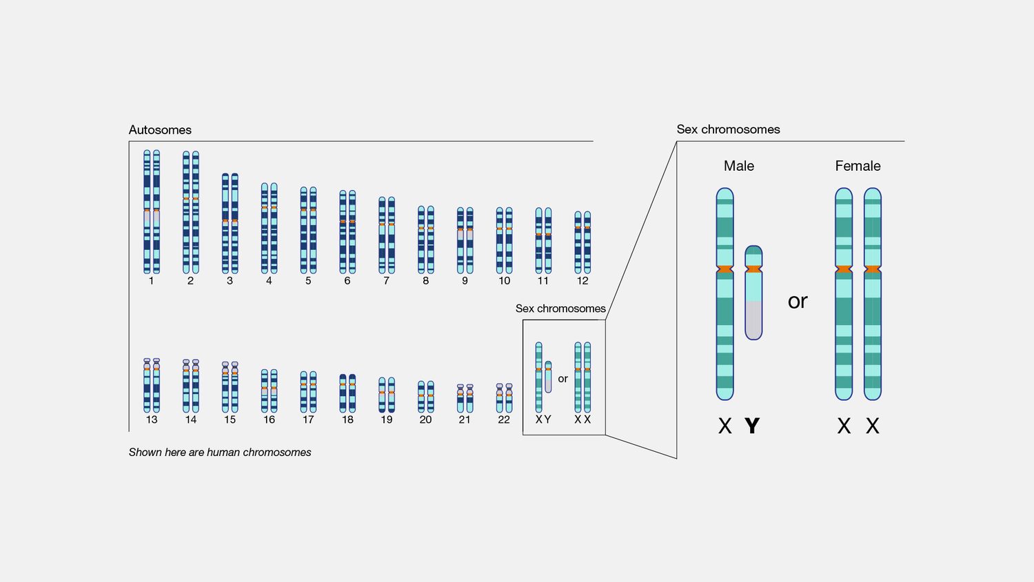 A human karyotype: 23 pairs of chromosomes, ending in XY for a male